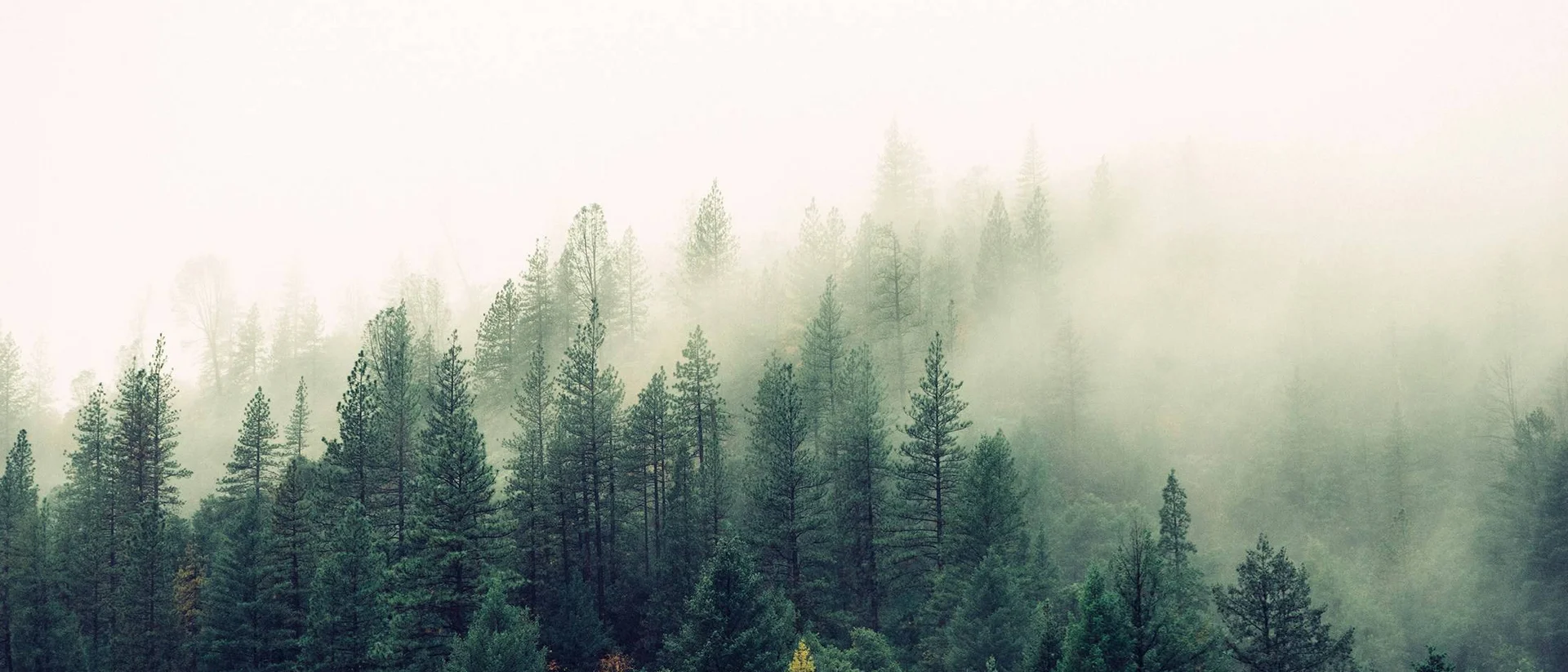 Ziach & Candy: dein Lieblingsplatzl in Großarl Ziach & Candy: dein Lieblingsplatzl in Großarl